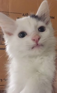 [picture of Zetman, a Turkish Van Mix white/gray cat]
