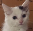 [picture of Zetman, a Turkish Van Mix white/gray cat]
