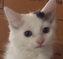[picture of Zetman, a Turkish Van Mix white/gray\ cat] 