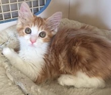 [another picture of Torch, a Maine Coon-x orange/white\ cat] 