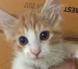 [picture of Torch, a Maine Coon-x orange/white cat]