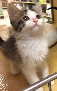 [another picture of Cannon, a Domestic Medium Hair brown tabby/white\ cat] 