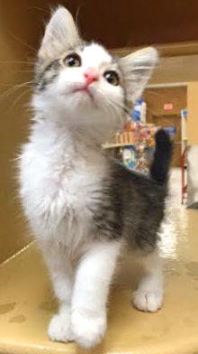 [picture of Cannon, a Domestic Medium Hair brown tabby/white cat]