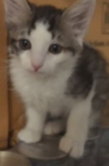 [picture of Cannon, a Domestic Medium Hair brown tabby/white cat]