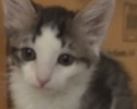 [picture of Cannon, a Domestic Medium Hair brown tabby/white cat]