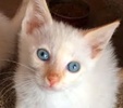 [picture of Emmit, a Siamese Flame point cat]