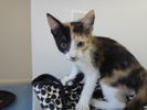 [another picture of Gabbana, a Domestic Short Hair calico\ cat] 