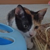 [picture of Gabbana, a Domestic Short Hair calico cat]