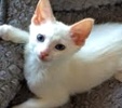 [picture of Emi, a Siamese Flame point cat]