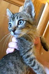 [picture of Clyde, a Domestic Short Hair brown tabby cat]