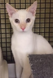 [picture of Tom, a Domestic Short Hair silver/white cat]