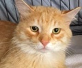 [picture of Cheddar, a Domestic Medium Hair light orange cat]