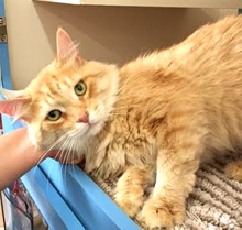 [picture of Cheddar, a Domestic Medium Hair light orange cat]