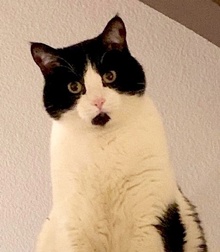 [picture of Ms. Kiki, a Domestic Medium Hair black/white cat]
