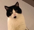 [picture of Ms. Kiki, a Domestic Medium Hair black/white cat]