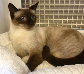 [picture of Ajani, a Siamese seal point cat]