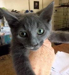 [another picture of Becca, a Russian Blue Mix blue\ cat] 