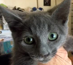 [picture of Becca, a Russian Blue Mix blue cat]