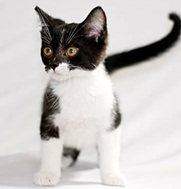 [another picture of Juan Carlos, a Domestic Short Hair black/white tuxedo\ cat] 