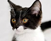 [picture of Juan Carlos, a Domestic Short Hair black/white tuxedo\ cat] 