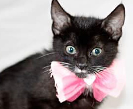 [picture of Carmen, a Domestic Short Hair black/white tuxedo cat]