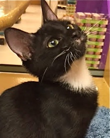 [picture of Carmen, a Domestic Short Hair black/white tuxedo cat]