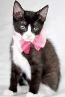 [another picture of Leticia, a Domestic Short Hair black/white tuxedo\ cat] 