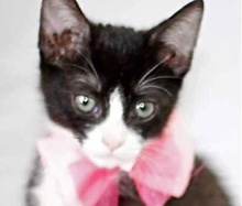 [picture of Leticia, a Domestic Short Hair black/white tuxedo\ cat] 