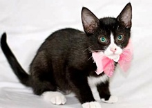 [picture of Motti, a Domestic Short Hair black/white tuxedo cat]