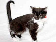 [picture of Lupe, a Domestic Short Hair black/white tuxedo cat]