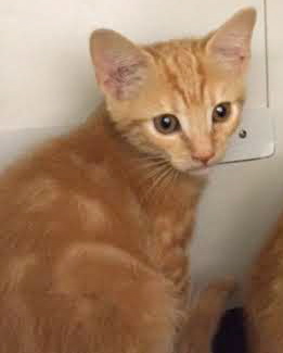 [picture of Atari, a Domestic Short Hair orange cat]