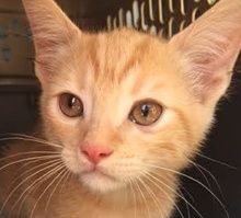 [picture of Atari, a Domestic Short Hair orange\ cat] 