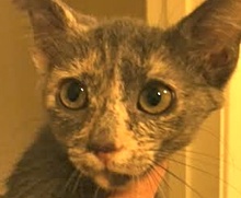 [picture of Genie, a Domestic Short Hair dilute tortie cat]