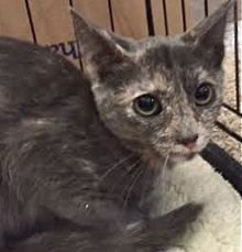 [picture of Genie, a Domestic Short Hair dilute tortie cat]