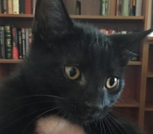 [picture of Giovanni, a Domestic Short Hair black cat]