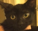 [picture of Giovanni, a Domestic Short Hair black cat]