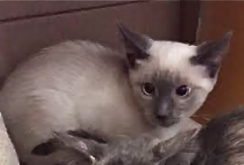 [picture of Geoffrey, a Siamese blue point cat]