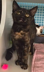 [picture of Dolly, a Domestic Short Hair tortie cat]