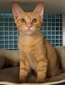 [another picture of Keith, a Domestic Short Hair orange\ cat] 