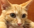 [picture of Keith, a Domestic Short Hair orange cat]