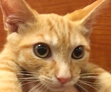 [picture of Keith, a Domestic Short Hair orange\ cat] 