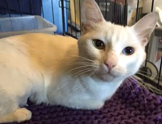 [picture of Samantha, a Domestic Short Hair white cat]