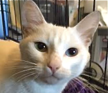 [picture of Samantha, a Domestic Short Hair white\ cat] 