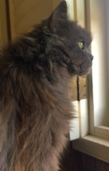 [picture of Misty, a Persian blue long hair cat]