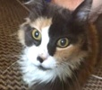 [picture of Ginabell, a Domestic Long Hair dilute calico cat]