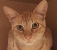 [picture of Charmeleon, a Domestic Short Hair orange tabbby cat]