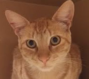 [picture of Charmeleon, a Domestic Short Hair orange tabbby\ cat] 