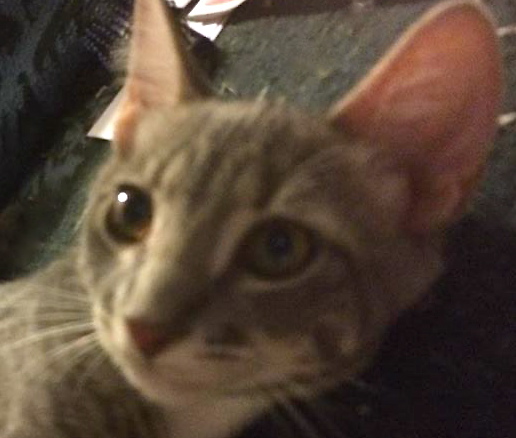 [picture of Filmore, a Domestic Short Hair silver tabby\ cat] 