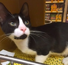 [another picture of Figaro, a Domestic Short Hair black/white tuxedo\ cat] 