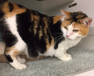 [picture of Sunshine, a Domestic Short Hair calico cat]